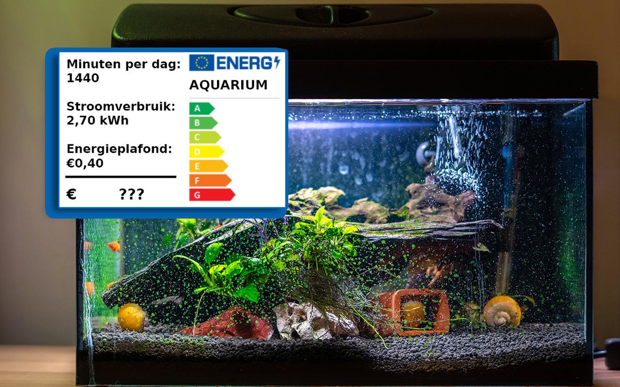 Grommen Uitroepteken vergelijking Wat is het verbruik van... een aquarium? Hoeveel kost het om vissen in huis  te houden? - Dagblad van het Noorden