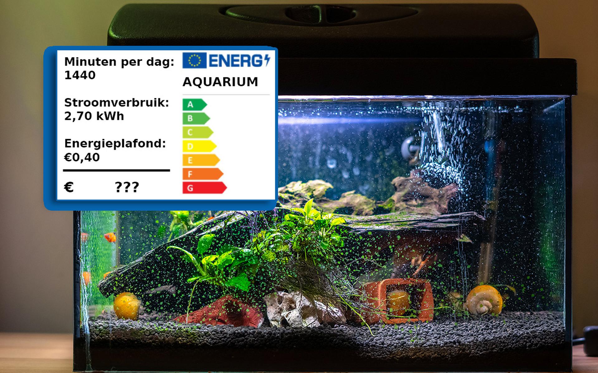 renderen Toestemming Aanpassing Wat is het verbruik van... een aquarium? Hoeveel kost het om vissen in huis  te houden? - Dagblad van het Noorden