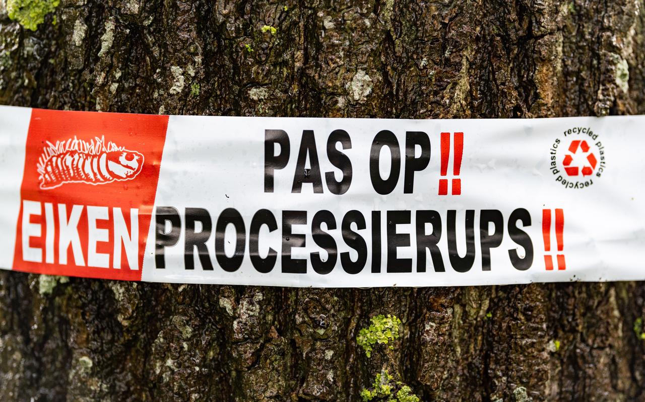 Op verschillende plekken worden mensen met linten gewaarschuwd voor de jeukrups. Op verschillende plekken worden mensen met linten gewaarschuwd voor de jeukrups.