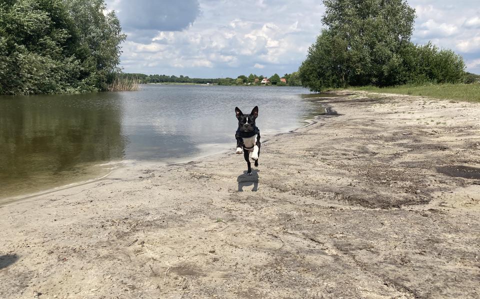 Het nieuwe hondenstrand bij de Rietplas in Emmen. 