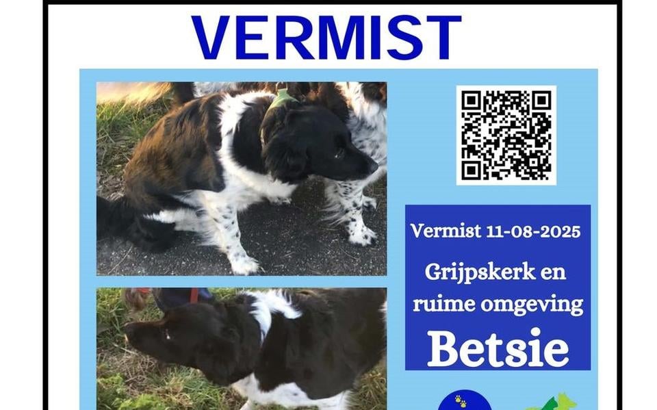 De Friese stabij wordt sinds maandag vermist in de omgeving van Grijpskerk.