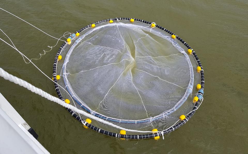 Het zeewierkweeknet in de Eemshaven.