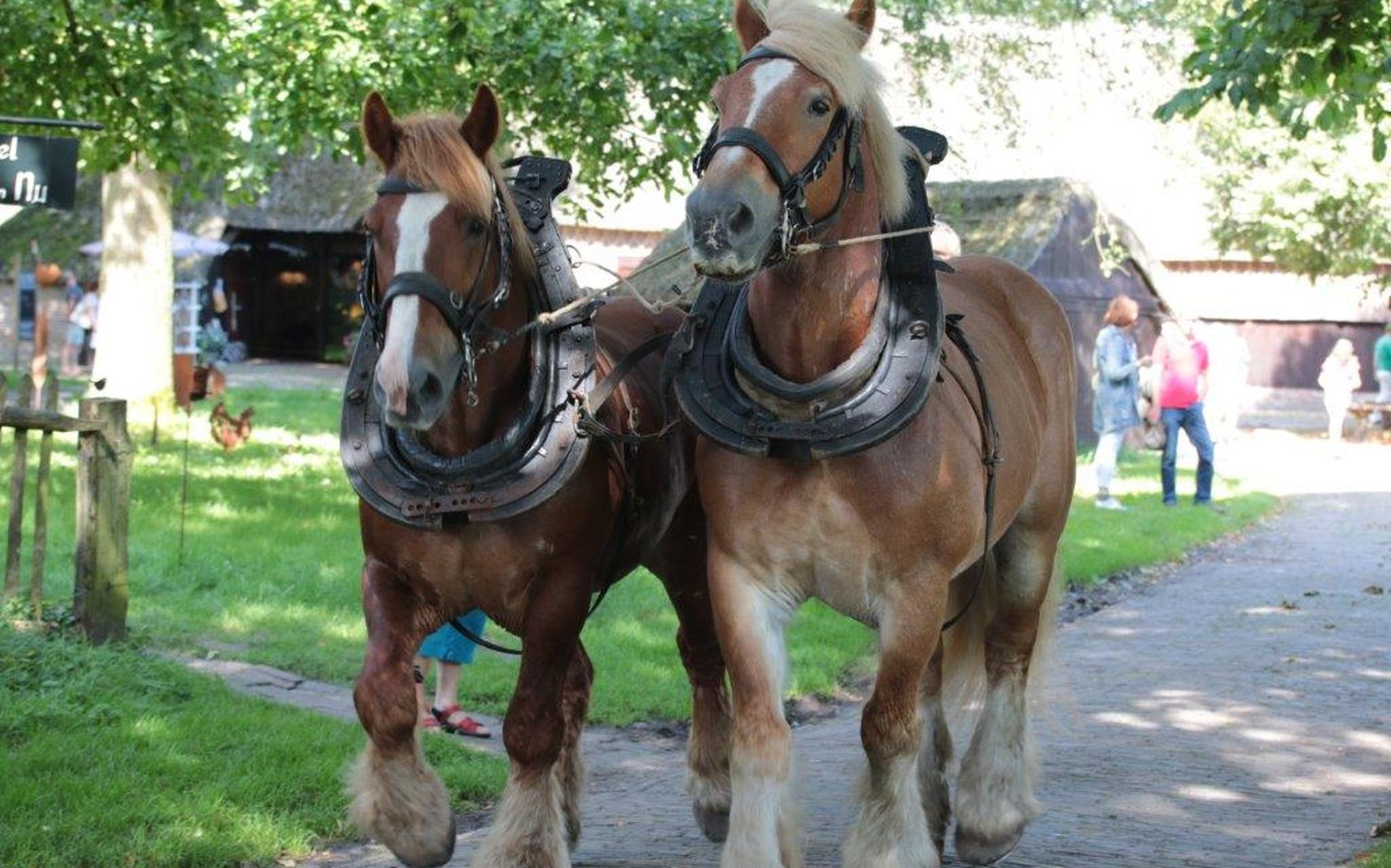 Mini-paardjes knuffelen, Belgische trekpaarden bewonderen en zelf rijden op een pony tijdens Dag van