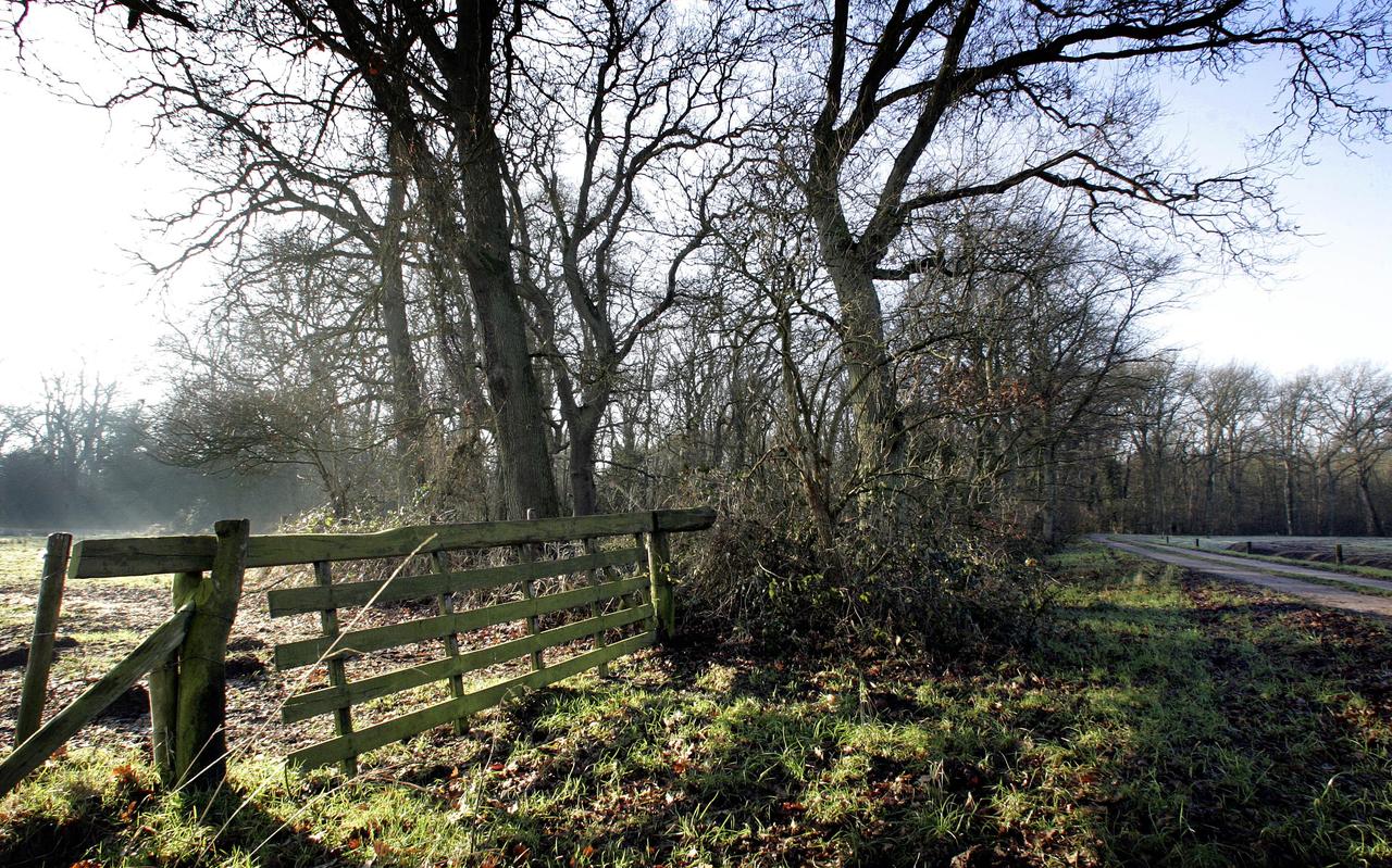 Het Lieftinghsbroek, het oudste oerbos van Groningen, is een van de natuurgebieden in de provincie die dankzij extra geld van het rijk kunnen werken aan natuurherstel. Het Lieftinghsbroek, het oudste oerbos van Groningen, is een van de natuurgebieden in de provincie die dankzij extra geld van het rijk kunnen werken aan natuurherstel.
