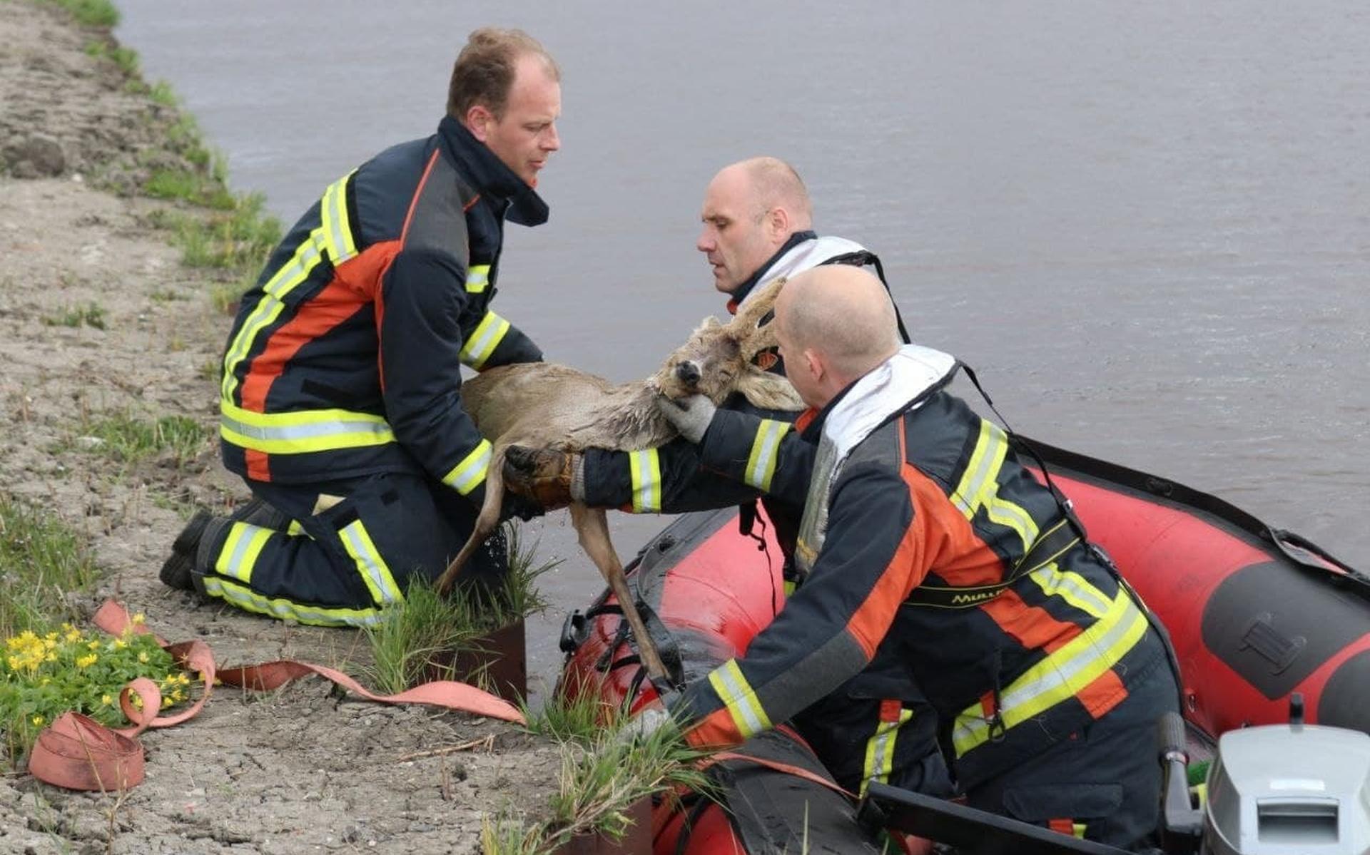 Brandweer redt uitgeputte (na een kilometer zwemmen) reebok uit Winschoterdiep tussen Sappemeer en Z