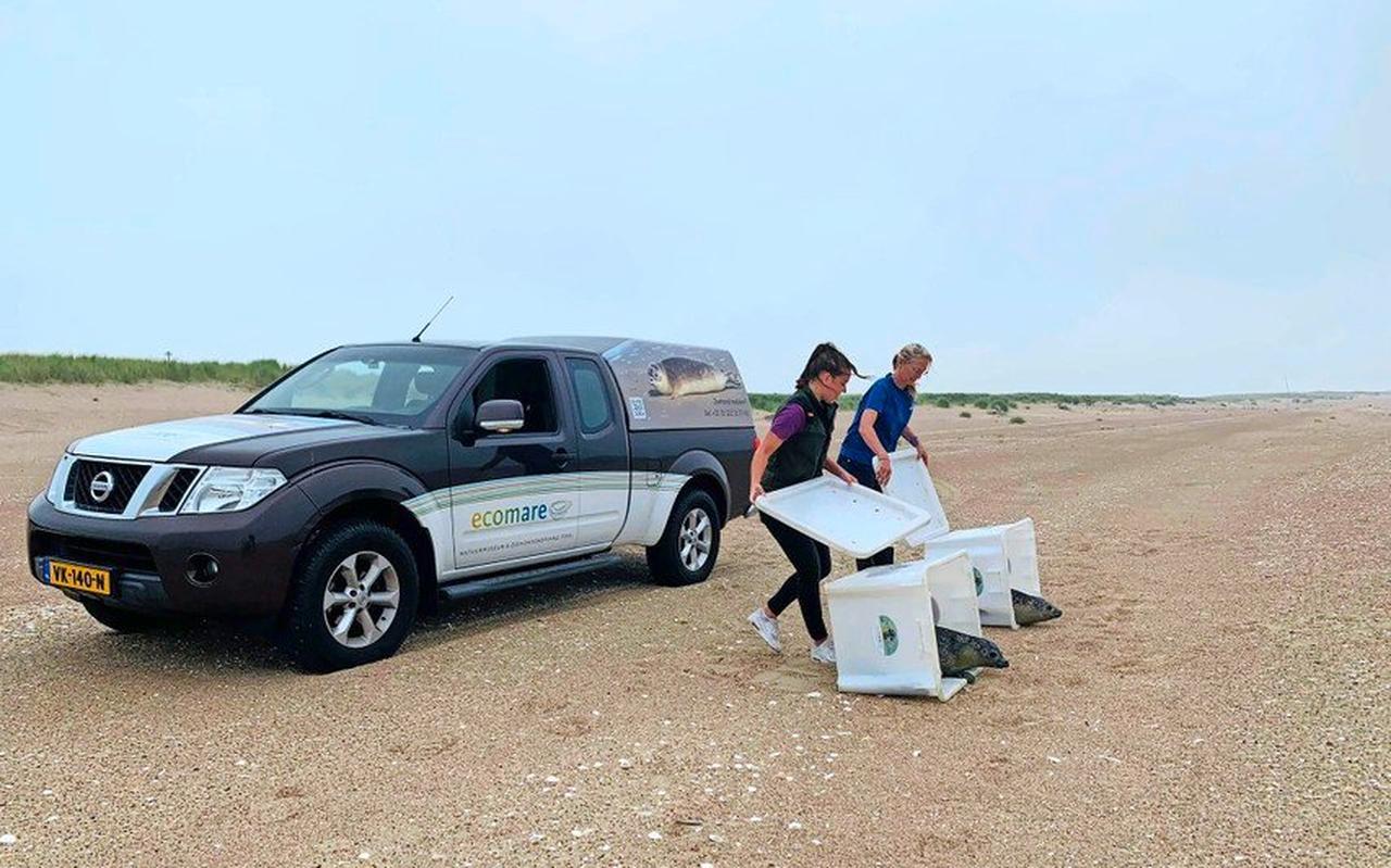 Medwerkers van Ecomare kunnen op de Prins Hendrik-zanddijk met de auto vlakbij het strand komen. Medwerkers van Ecomare kunnen op de Prins Hendrik-zanddijk met de auto vlakbij het strand komen.