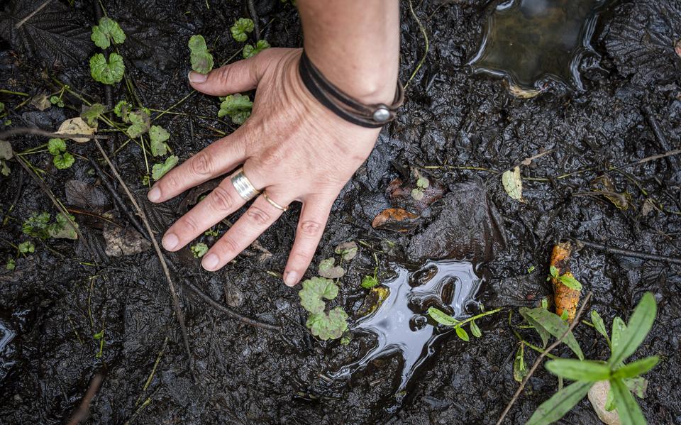 Beverconsulent Cindy de Jonge-Stegink laat een pootafdruk van een bever zien.
