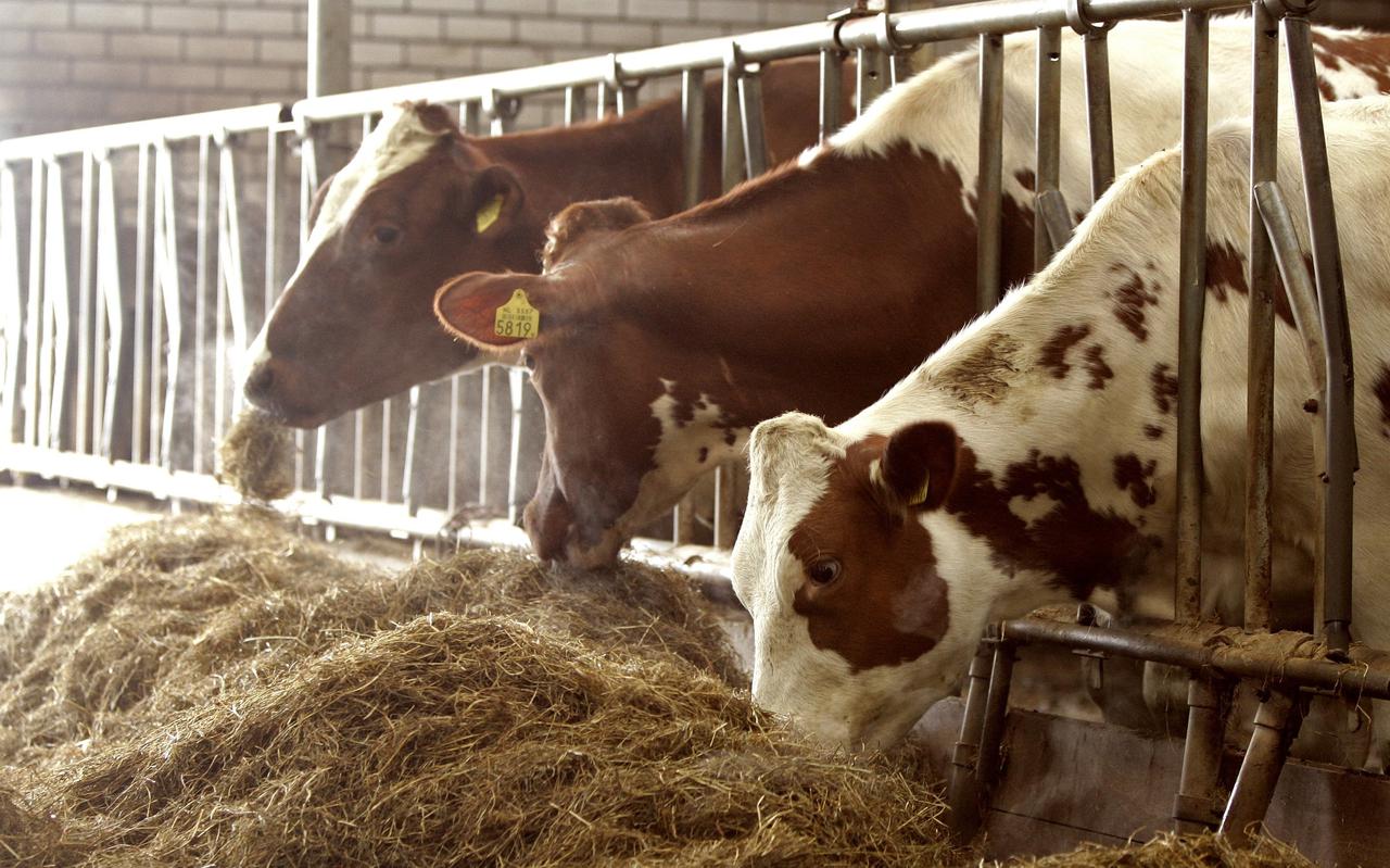 70 procent van de veehouders heeft geen vertrouwen meer in Den Haag.