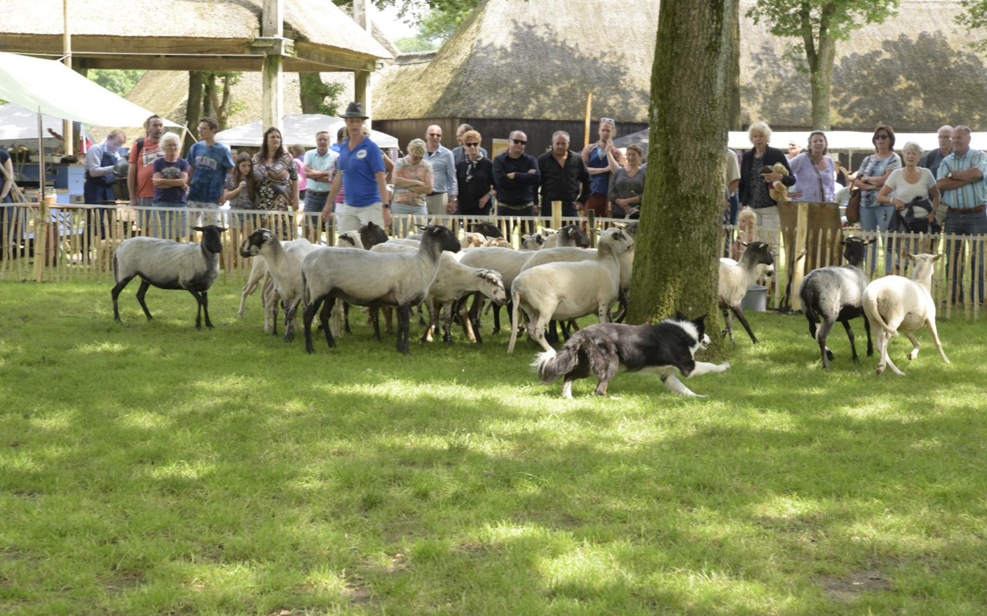 Het Wolfeest in Orvelte: ‘Eindelijk weer eens iets leuks!’