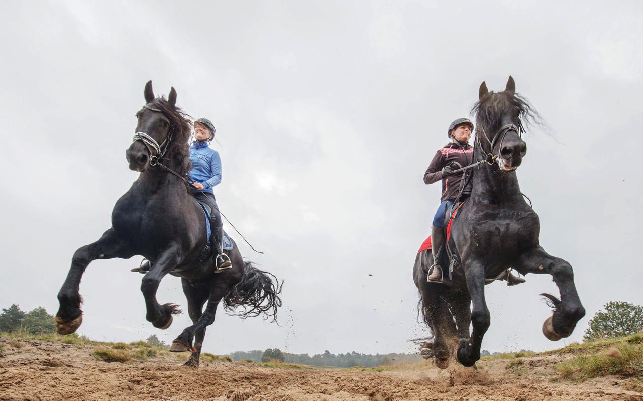 De enthousiaste buitenrijders Eva Poppen (links) en Patricia Vriend met hun Friese paarden op het Aekingerzand bij Appelscha, beter bekend als de Kale Duinen. 