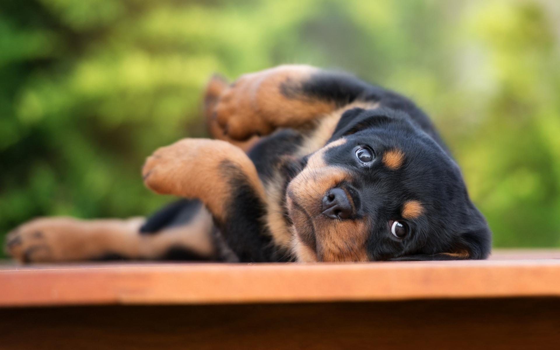 Borger-Odoorn moet huiswerk opnieuw doen in zaak rottweilerkennel Valthermond