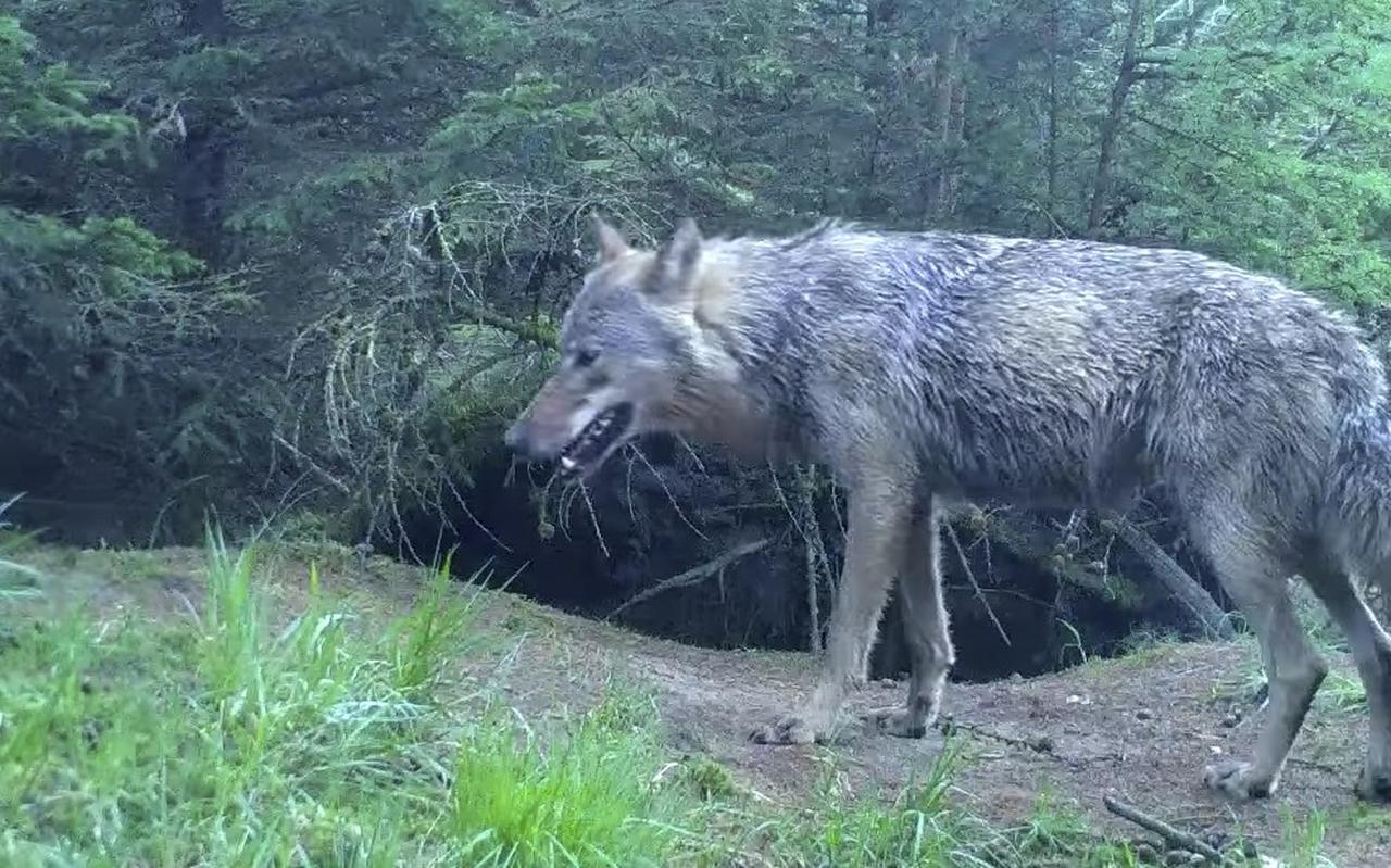 Schade door wolven wordt voortaan sneller vergoed.