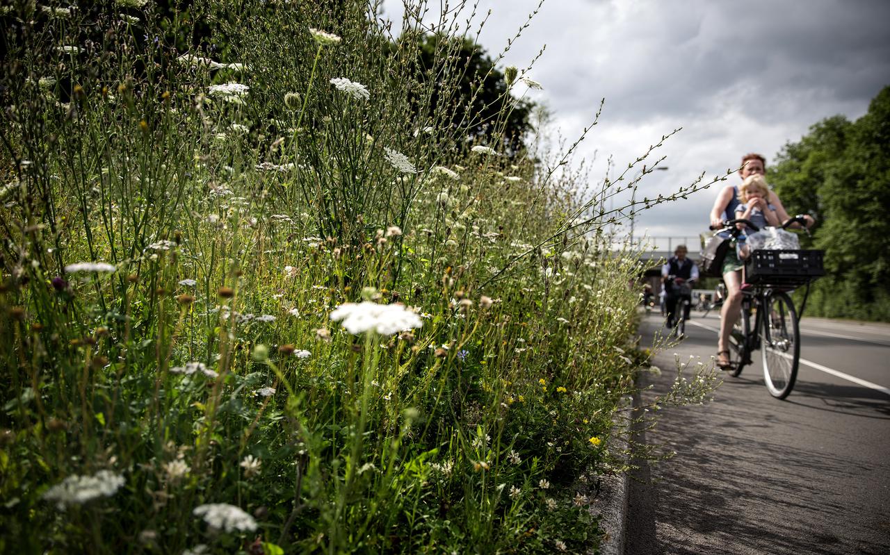 Iets minder maaien in de openbare ruimte komt de natuur ten goede, zegt de gemeente Groningen.


foto: Siese Veenstra