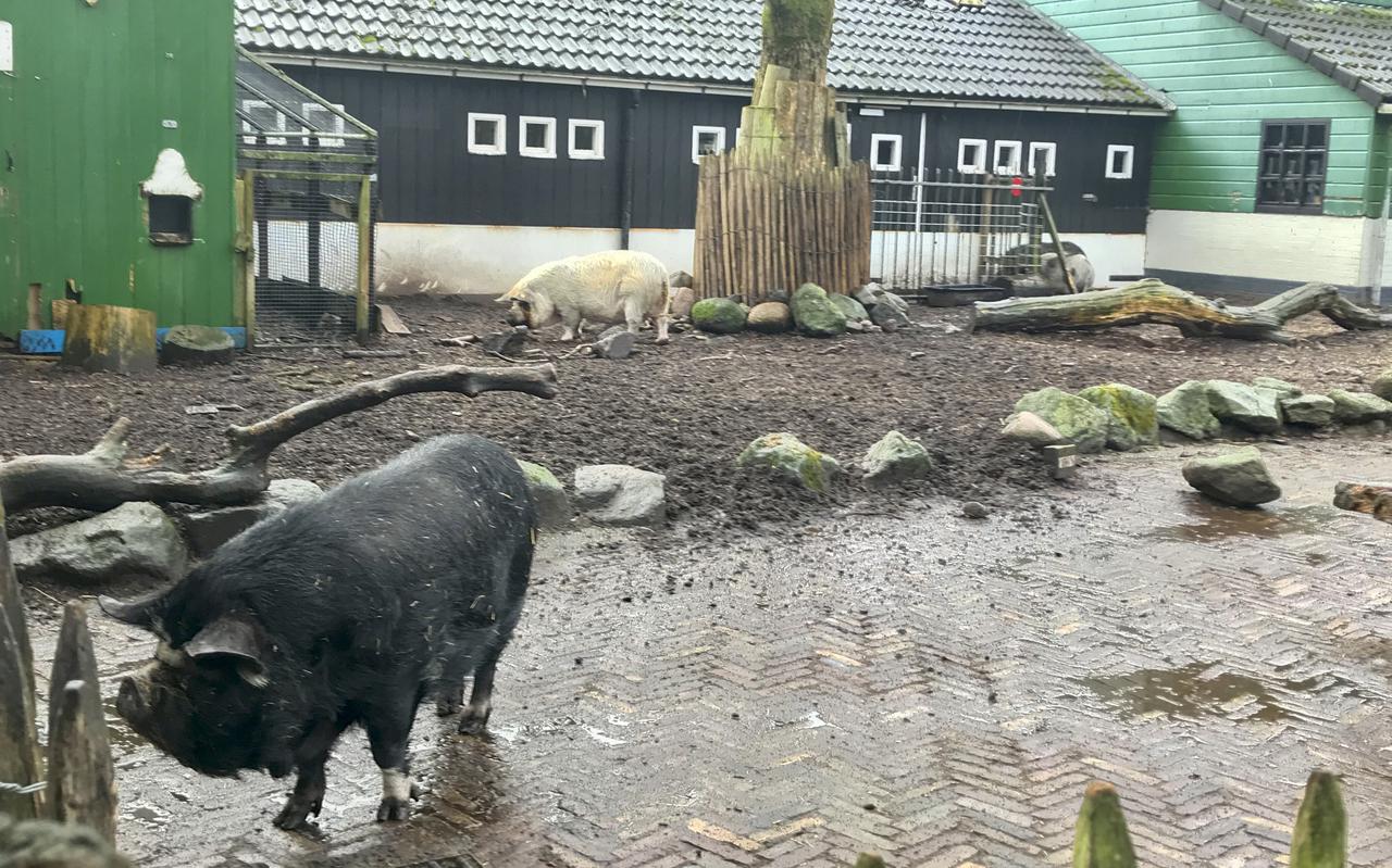 Akka's Stadsboerderij in Emmen zit in geldnood en is begonnen met het herplaatsen van dieren.