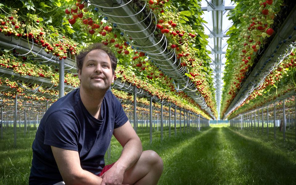 Huib Meinardi (42) is op zijn vijftiende begonnen met het telen van aardbeien. Inmiddels heeft hij zeventig medewerkers en oogst hij jaarlijks miljoenen rode vruchten. 