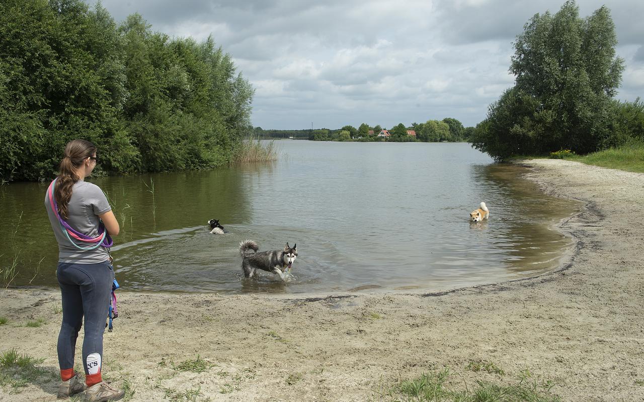 Honden en hun baasjes maken graag gebruik van de Grote Rietplas, maar de gemeente Emmen staat dat niet overal toe. Honden en hun baasjes maken graag gebruik van de Grote Rietplas, maar de gemeente Emmen staat dat niet overal toe.