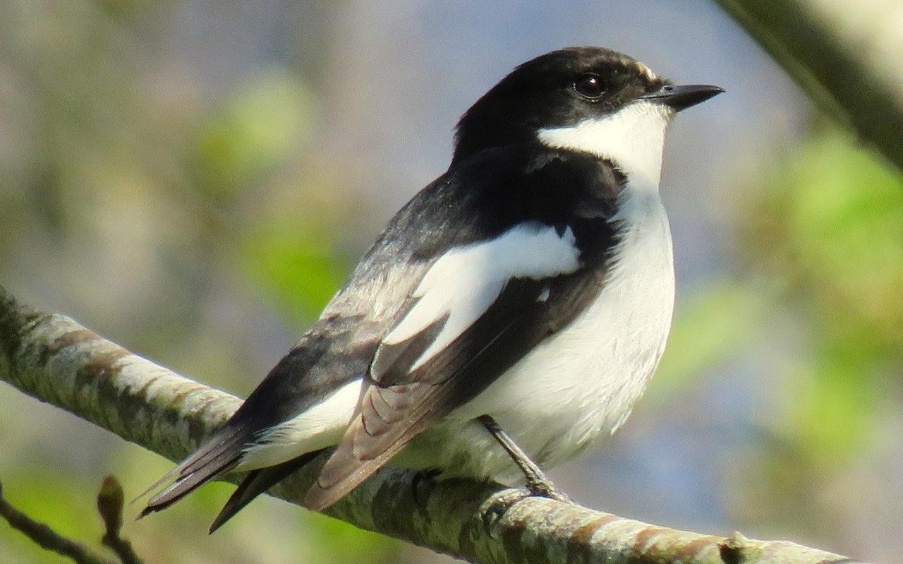 Een bonte vliegenvanger. De vogel trekt in de winter naar Afrika en moet steeds eerder terugkeren om genoeg te eten te vinden. Een bonte vliegenvanger. De vogel trekt in de winter naar Afrika en moet steeds eerder terugkeren om genoeg te eten te vinden.
