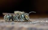 Verschillende soorten metselbijen zijn al verdwenen uit Nederland.