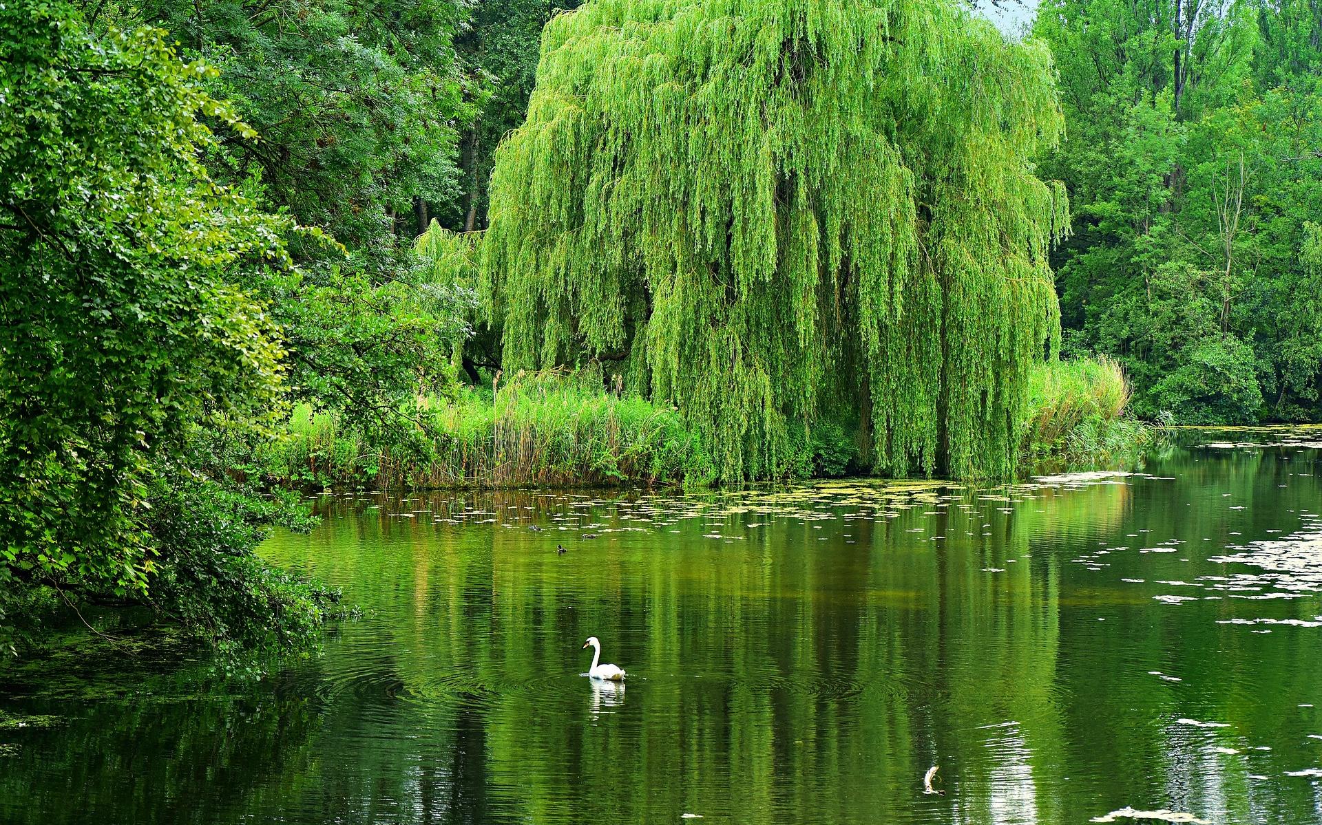 Een groene en waterrijke omgeving zorgt passief en actief voor de gezondheid.