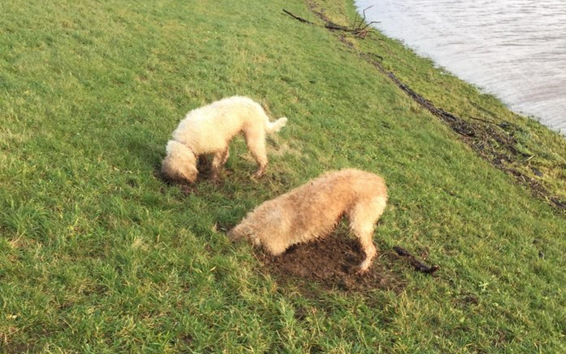 Honden gaan steeds vaker hun gang in de dijken.