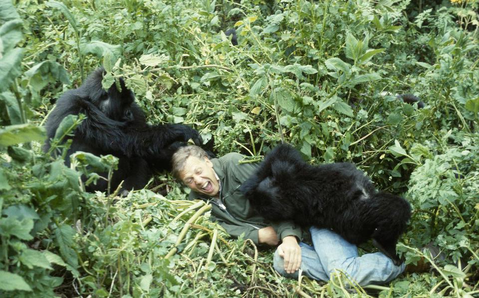 De bekende foto van David Attenborough met berggorilla’s in Rwanda in 1979. 