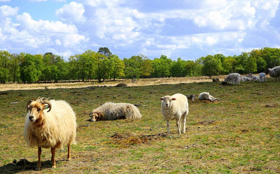 Ter Borg in Westerwolde, het grootste heideterrein van Groningen. I Ten westen van de buurtschap ligt nog een oorspronkelijk heideveld van 35 hectare. Staatsbosbeheer heeft hier een schaapskudde om deze heide open te houden.