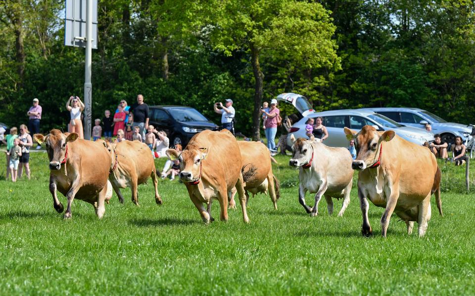 De koeien mogen weer naar buiten bij Stadsboerderij 't Nije Hoff in Emmen.