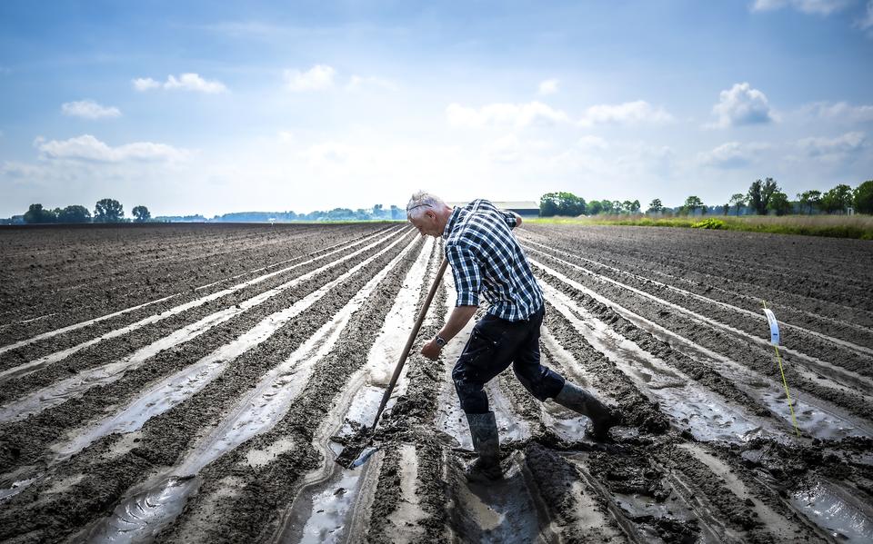 Een boer in Kloosterburen moet geulen graven om het overtollige water te laten weglopen in mei 2024. 