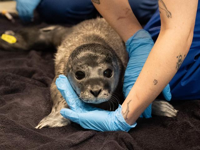 LIVE | Zeehondenpup is moeder kwijt en probeert aan boord van zeilboot te klimmen