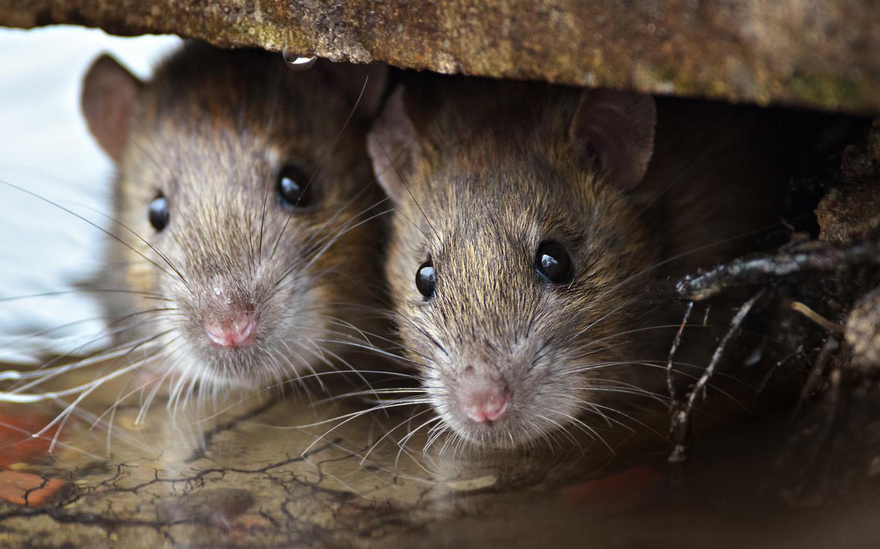 Ratten veroorzaken overlast in de Van Echtenstraat in Hoogeveen