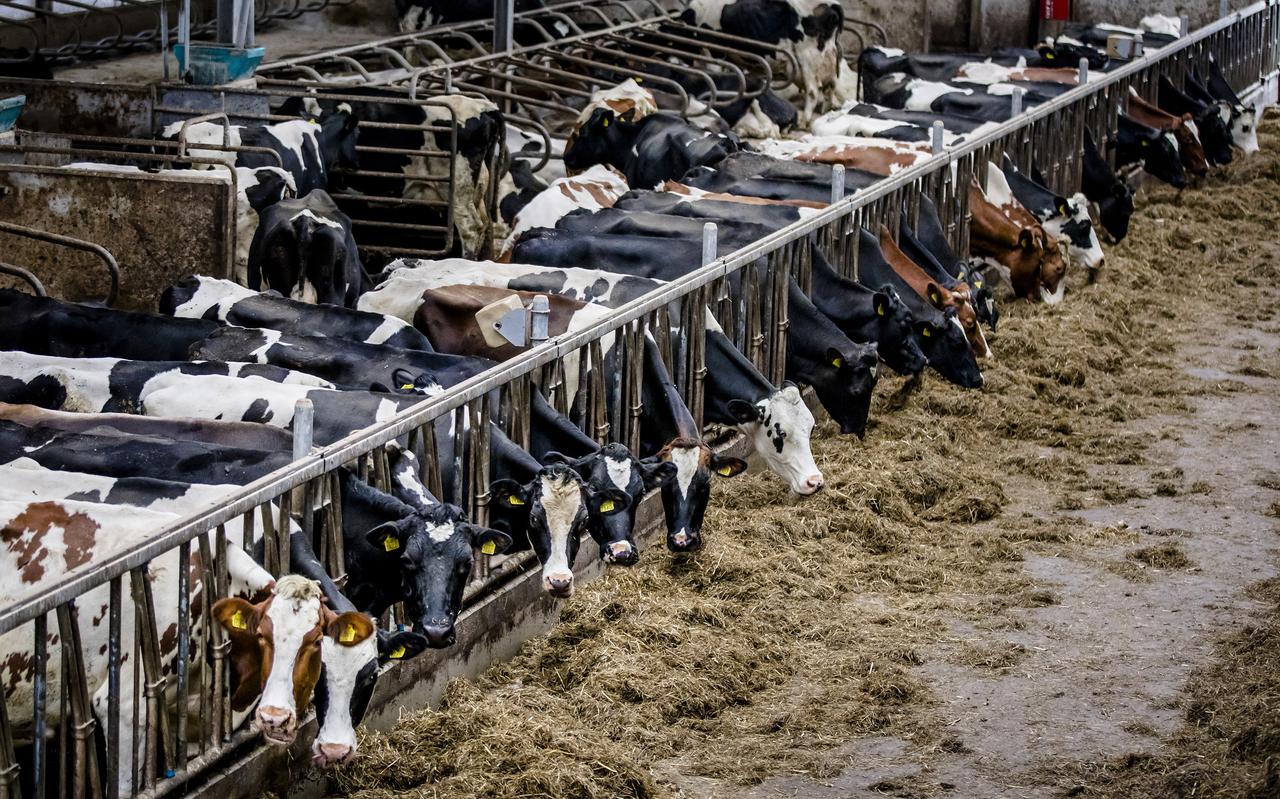 Innovatie bijvoorbeeld door middel van een ander dieet voor koeien kan ook leiden tot een vermindering van de stikstofuitstoot. De provincie krijgt geld van het rijk om boeren hiermee te helpen.