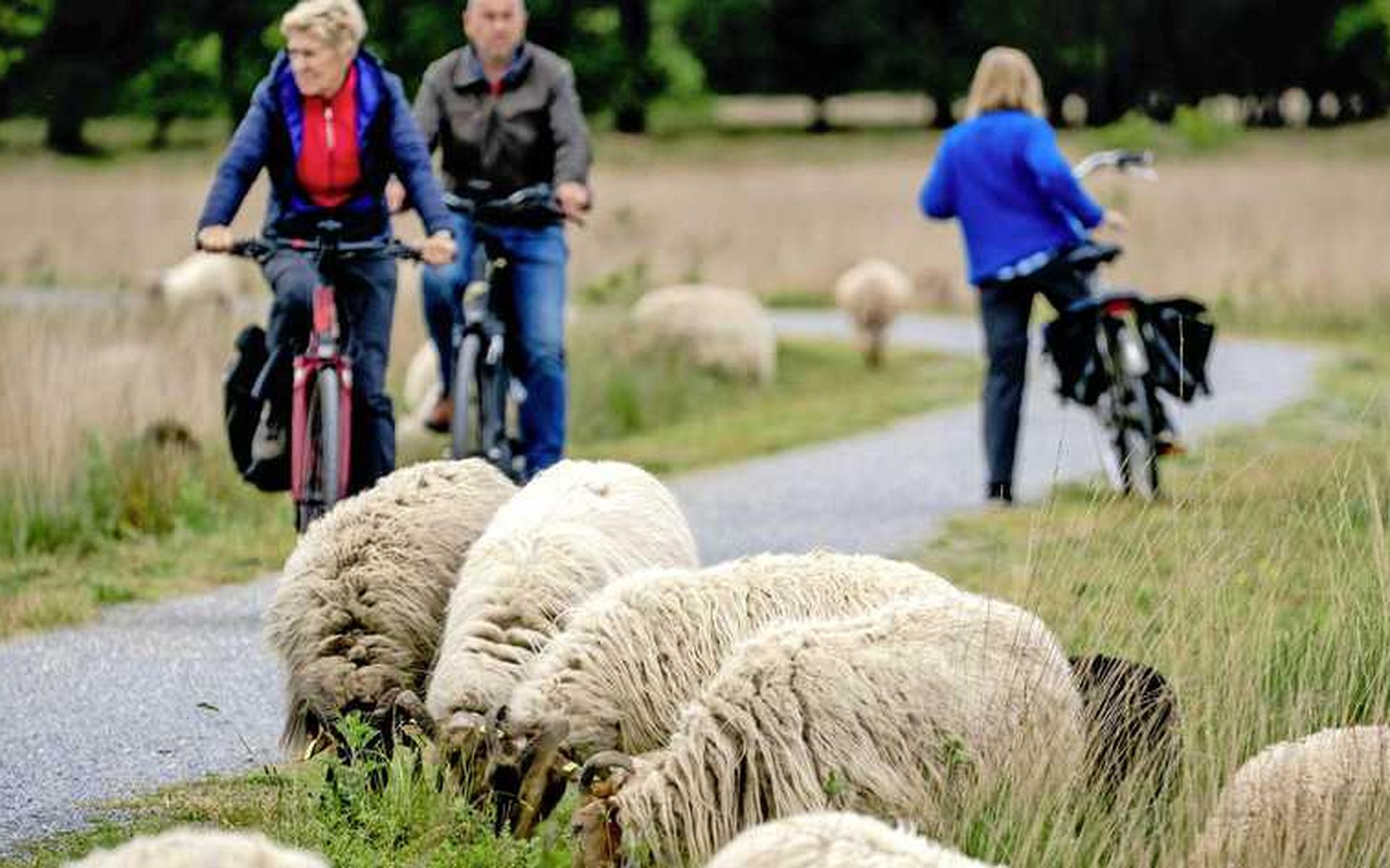 Herder in Balloo onderschatte piepjong maar hitsig ram: 'Nu al 20 lammetjes' - Dagblad van het Noord