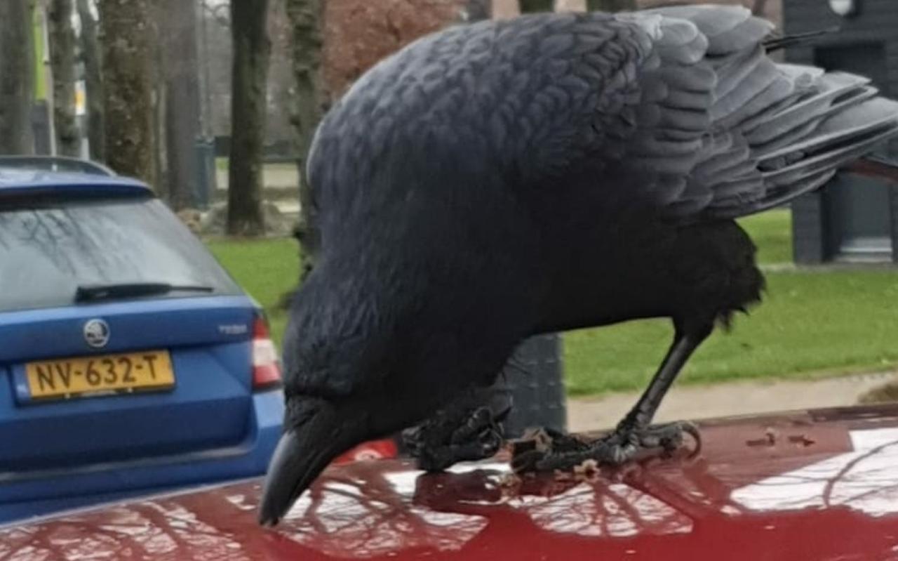Terrorkraai in Borger. Foto: Gretha Giezen Terrorkraai in Borger. Foto: Gretha Giezen