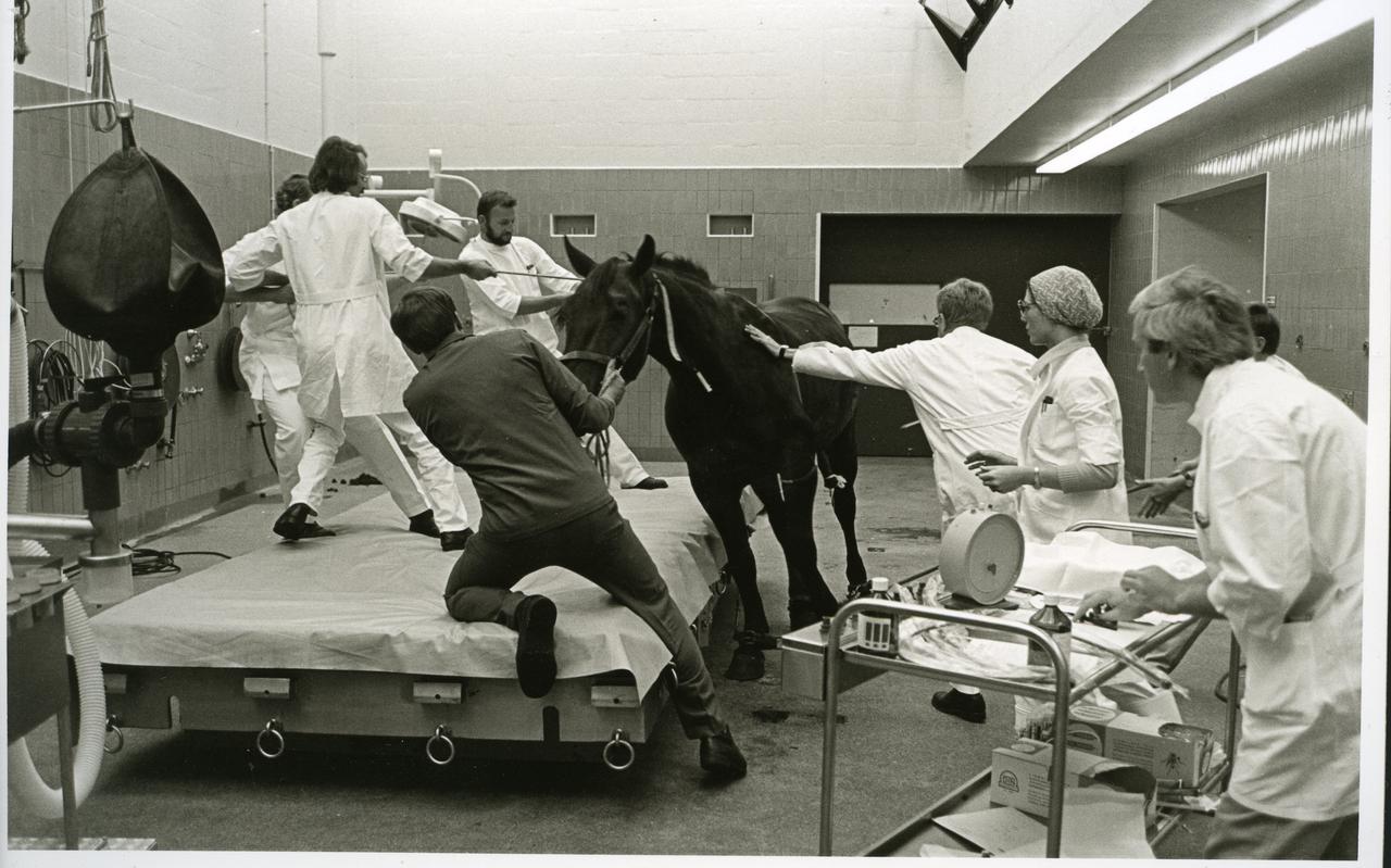 Zo ging het vroeger: een paard wordt met man en macht in de operatiekamer neergelegd op het operatiematras. Zo ging het vroeger: een paard wordt met man en macht in de operatiekamer neergelegd op het operatiematras.