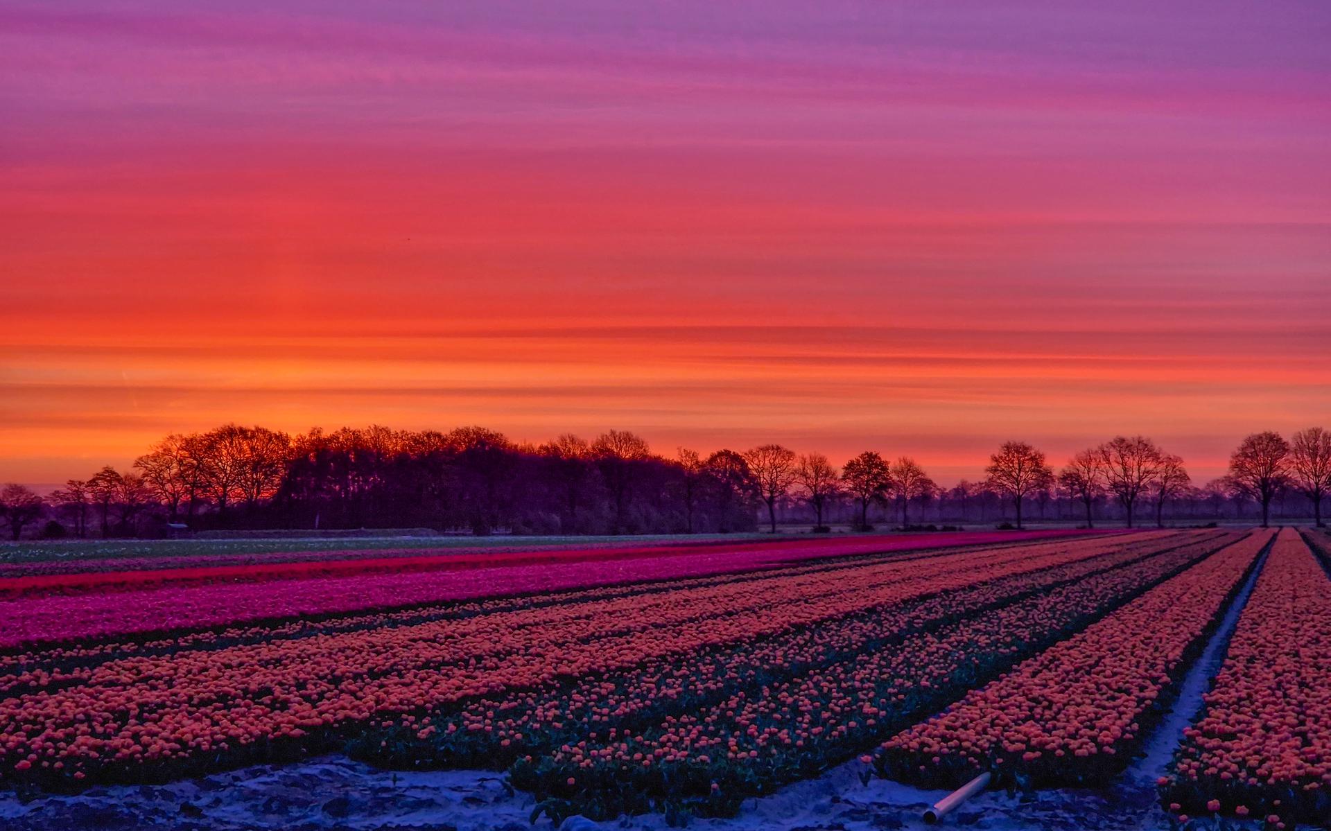 Een prachtige zonsopkomst boven een tulpenveld in de buurt van Meppen. 