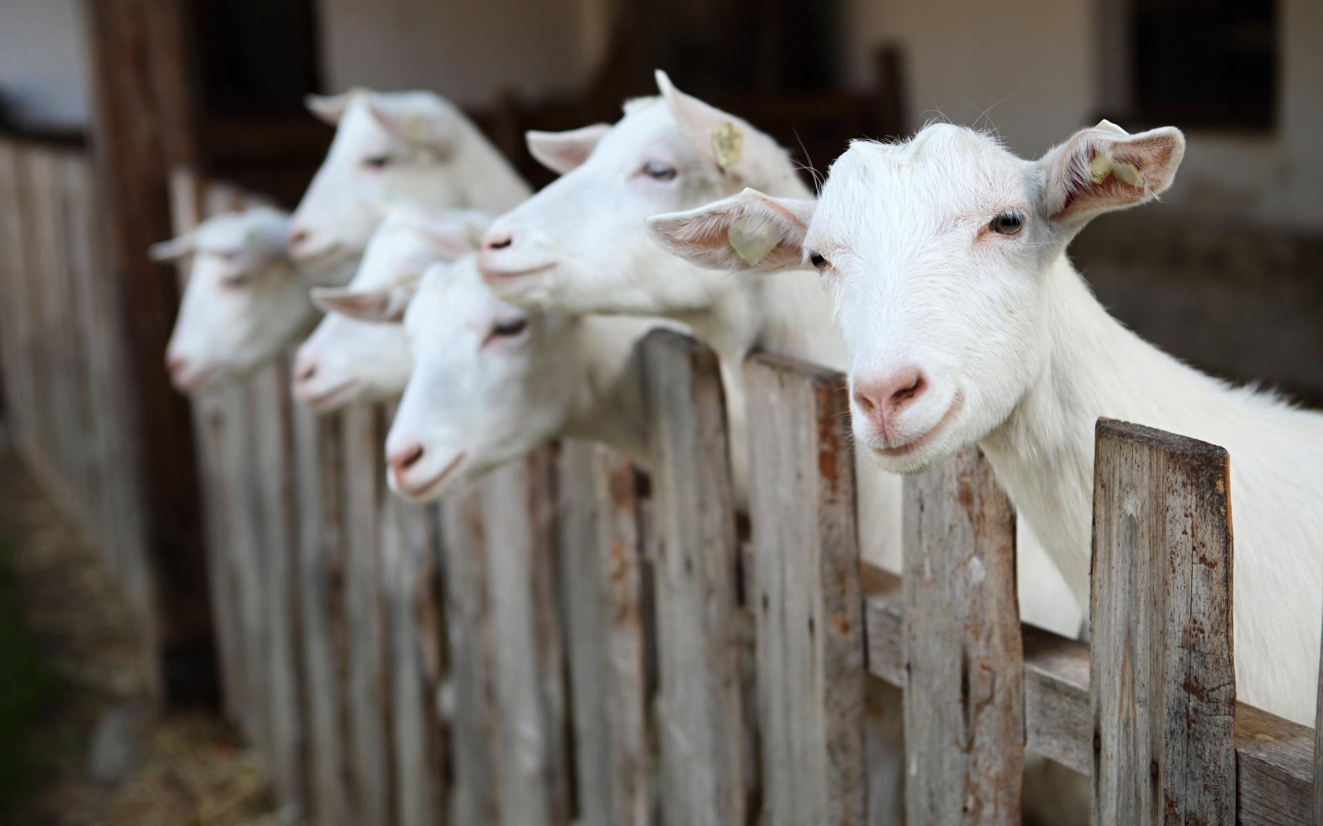 Scan Jacques Hermus. Foto voor bij zaterdagverhaal over geitenvlees. Shutterstock. Geit, geiten. goats. 