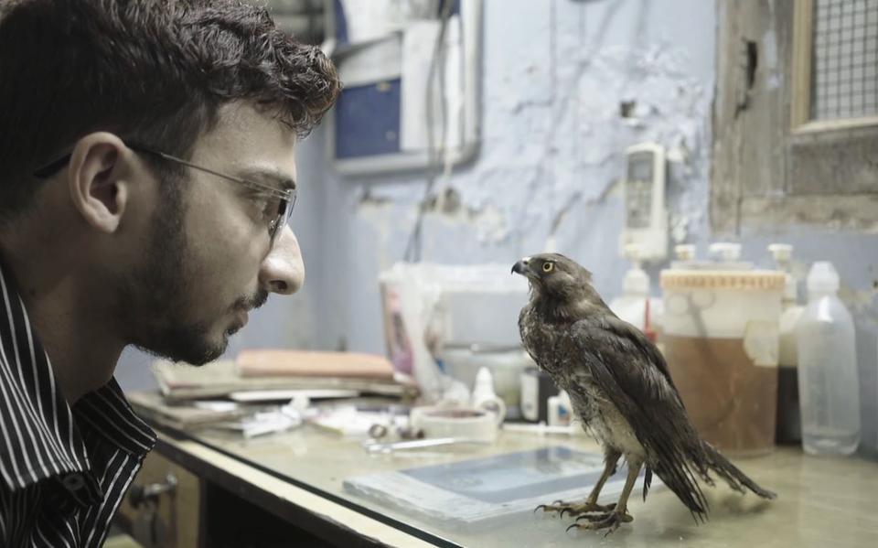 IDFA Groningen opent met All That Breathes, een film over twee moslimbroers die een roofvogelopvang runnen in New Delhi, een van de meest vervuilde steden op aarde. 
