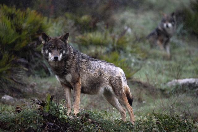 Wolven in Drenthe eten vooral reeën en relatief weinig schapen. Hoe kan dat?