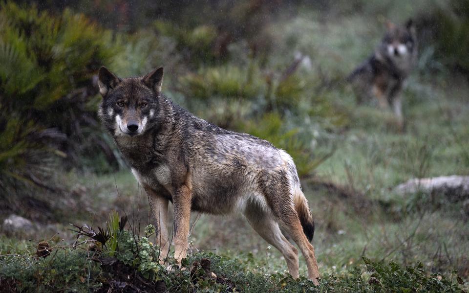 De wolf is niet langer strikt beschermd.