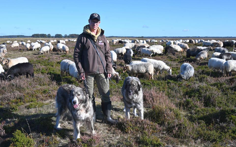 Michiel Poelenije met de twee Karpatische herdershonden. 