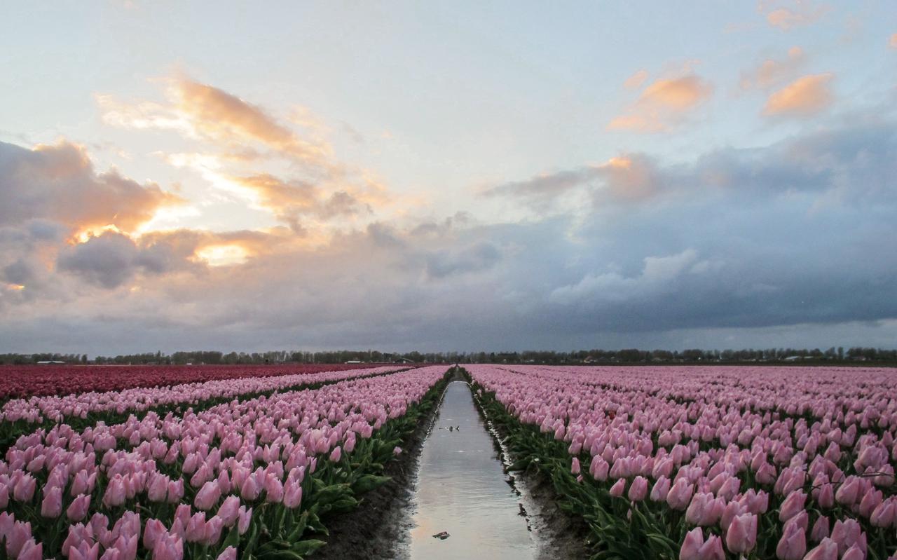 De reductie van het pesticidengebruik die Brussel wil bereiken in de Europese landbouw, stelt onder meer de bollenteelt in Groningen en Drenthe voor een forse opgave.                                