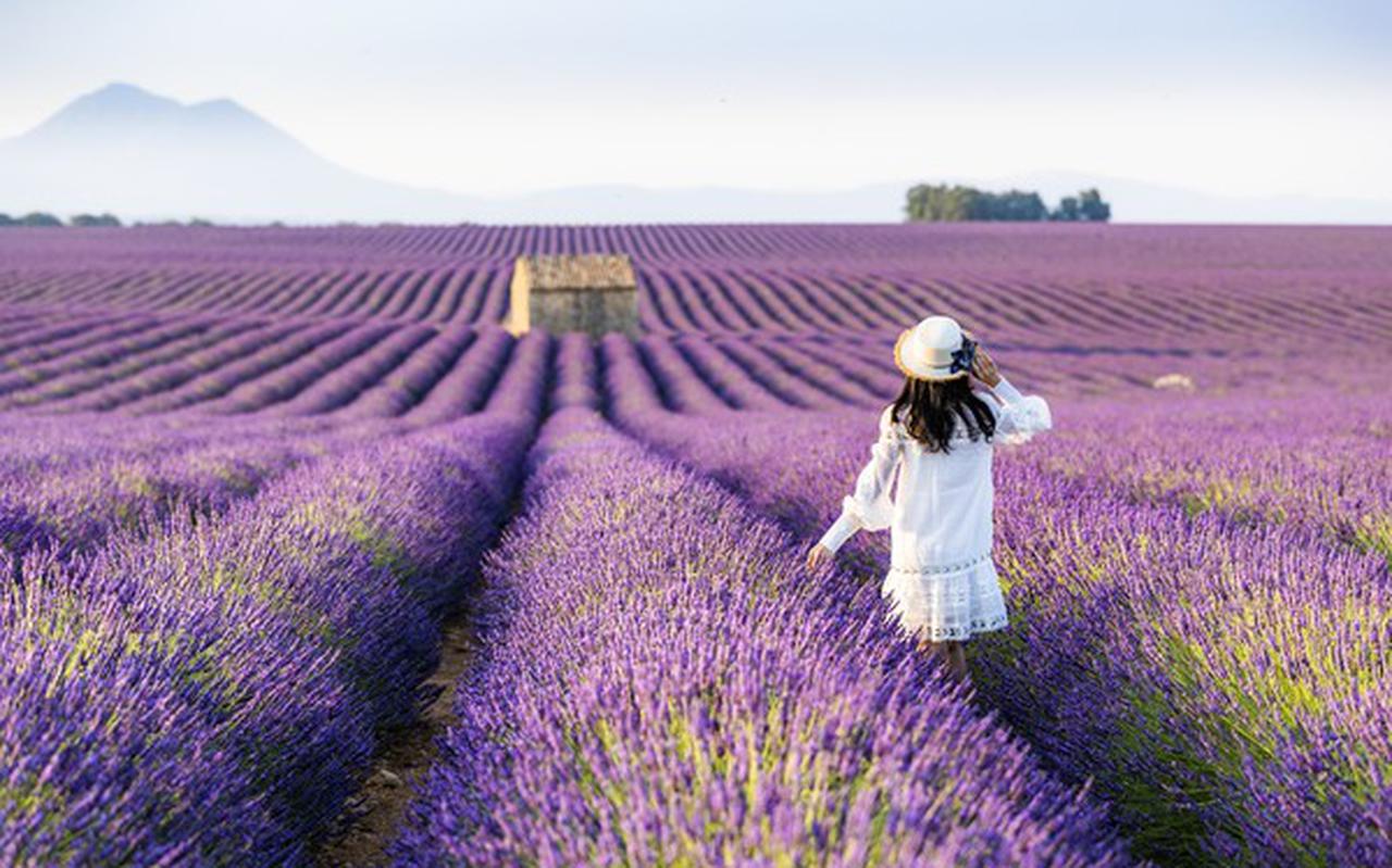 Naar de bloeiende lavendelvelden in de Franse Provence? Straks begint de elektrische vliegreis in Drachten of Hoogeveen. 