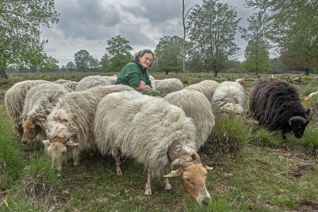 Pony gedood door wolf in Odoorn, veteranen op zoek naar plek voor achtergebleven metgezel