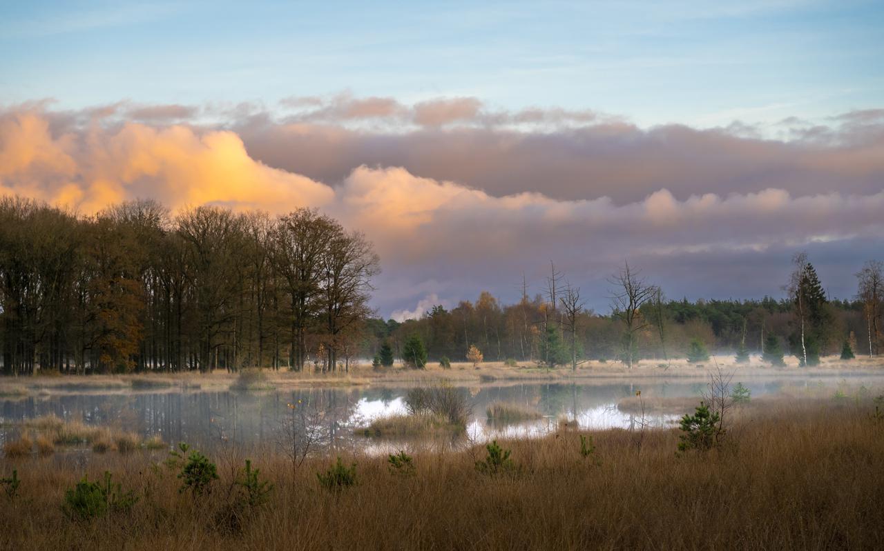 Het Dwingelderveld is een van de twaalf Drentse natuurgebieden die bescherming behoeven tegen de invloed van stikstof. 