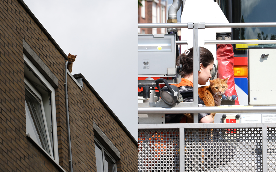 Brandweer redt kat van het dak in Groningen.