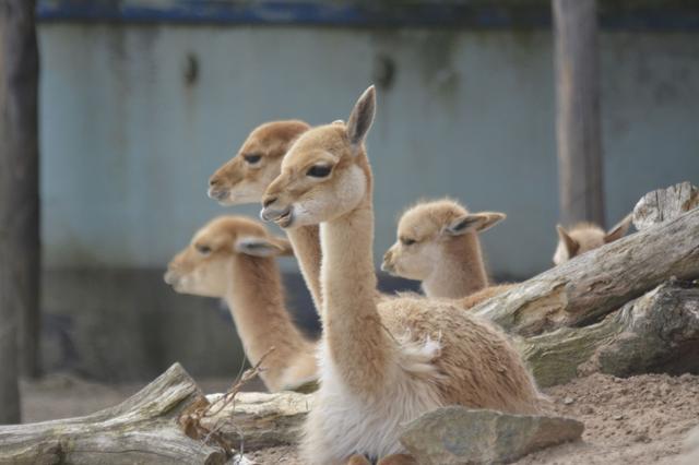 Vacht van Vicuña’s staat bekend als een van de fijnste en zachtste ter wereld | Wildlands Foto van d