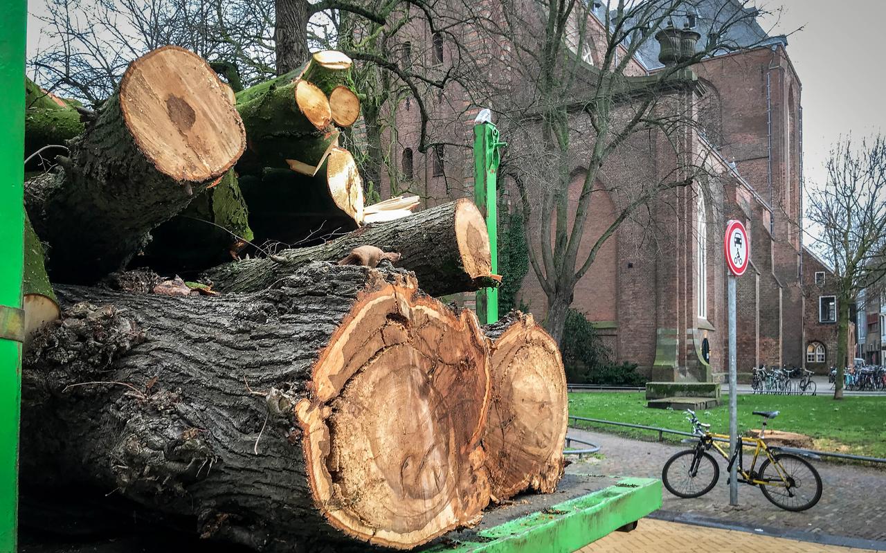 In februari 2020 werden aan het A-kerkhof in Groningen drie bomen gekapt. In februari 2020 werden aan het A-kerkhof in Groningen drie bomen gekapt.