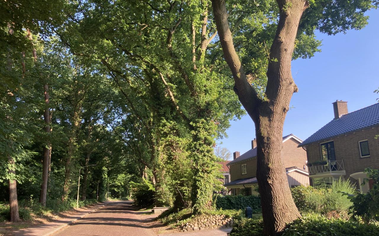 De grote eikenbomen aan de rechterkant van de Veenkampenweg in Emmen gaat de gemeente niet meer onderhouden. Recent werd ontdekt dat de op grond staan van particulieren.