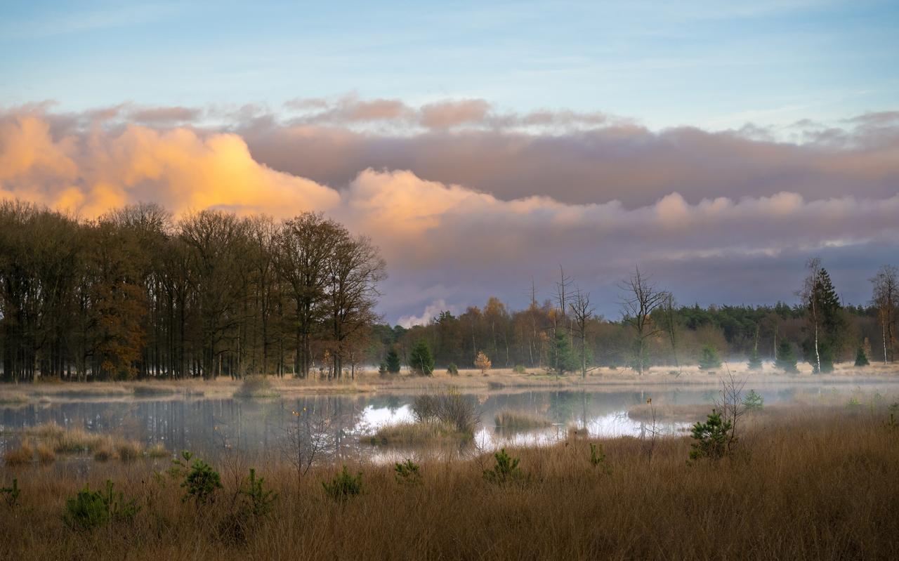 De 'witte wieven' trekken langzaam het Dwingelderveld op. Het is een van de natuurgebieden die onder druk staan door stikstofneerslag. De 'witte wieven' trekken langzaam het Dwingelderveld op. Het is een van de natuurgebieden die onder druk staan door stikstofneerslag.