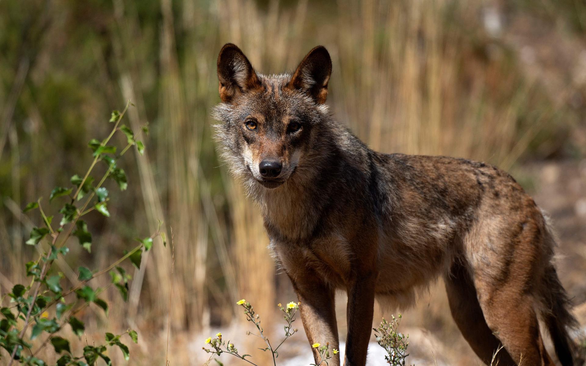 In Wippingen gaan gummikogels worden gebruikt om wolven af te schrikken